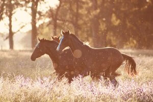 group of horses