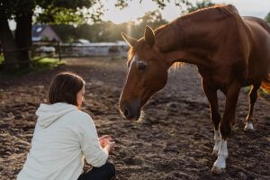 How a guilty conscience affects the horse-human relationship