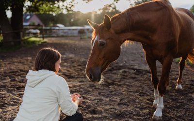 How a guilty conscience affects the horse-human relationship